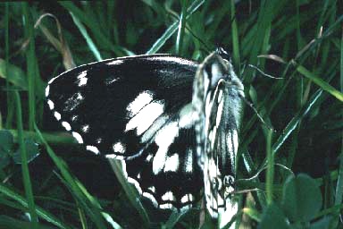 Melanargia galathea un-named ab (Internet Image property of respective owner, non-commercial use only)